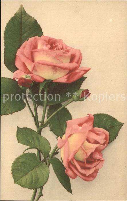 Rosen
