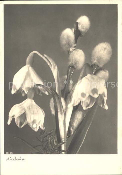 Blumen Märzbecher