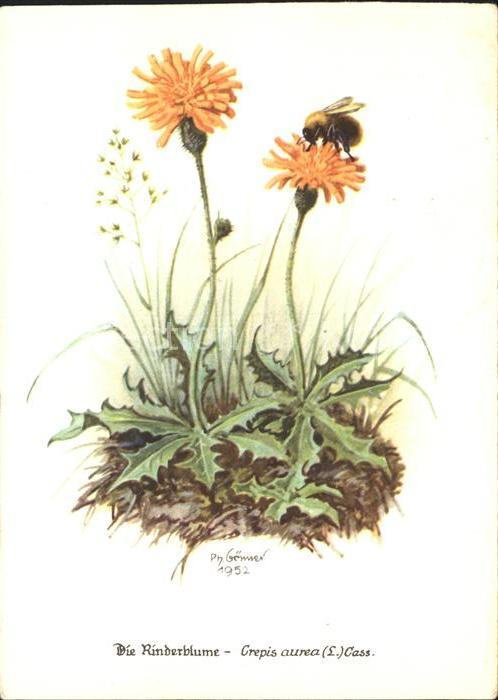 Blumen Rinderblume Crepis aurea Biene