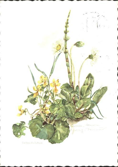 Blumen Gelbes Veilchen