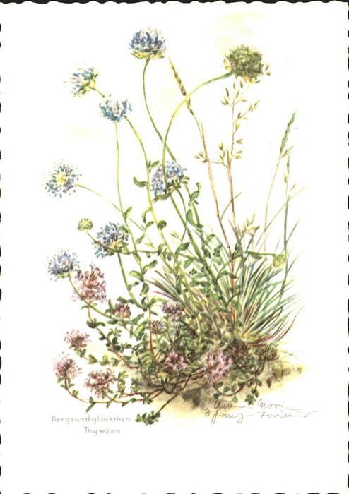 Blumen Bergsandglöckchen Thymian
