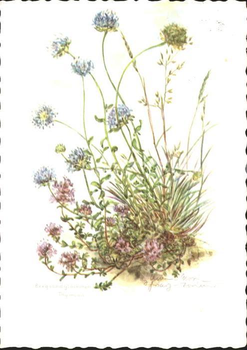 Blumen Bergsandglöckchen Thymian
