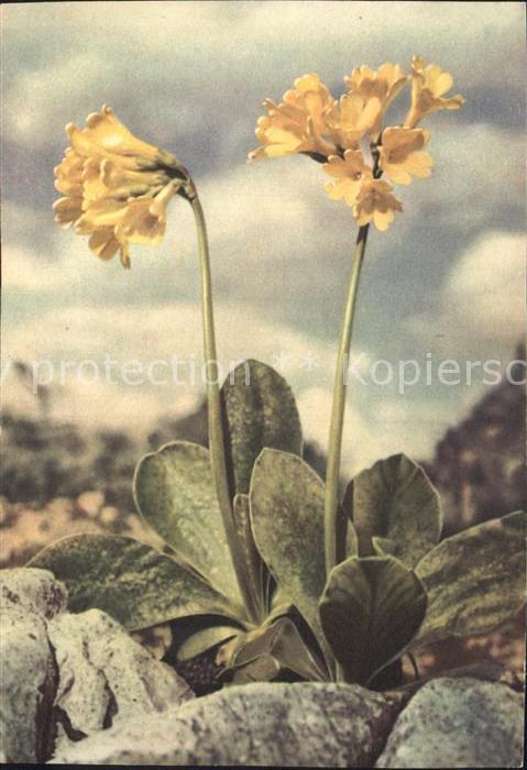 Blumen Berg-Aurikel