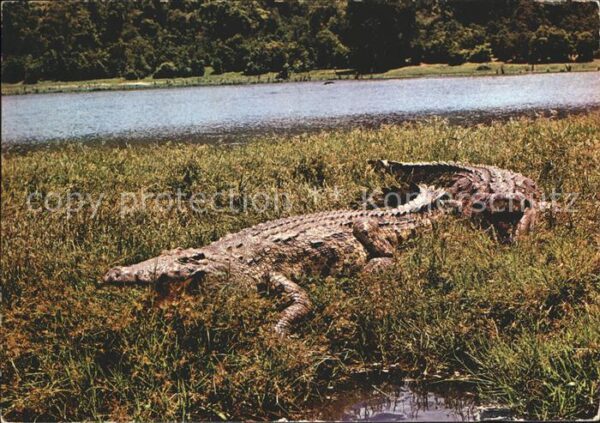 Krokodile Uganda Kabalega Falls River Nile