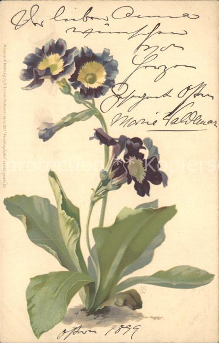 Blumen Frühlingsblumen Verlag-Meissner-und-Buc