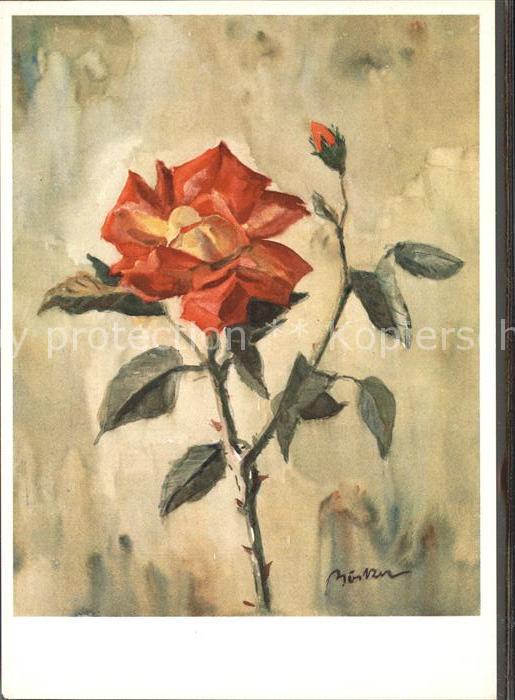 Rosen Künstlerkarte Hermann Böcker Rote Rose
