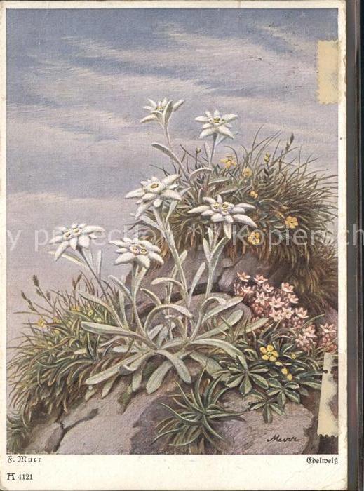 Verlag Ackermann Kuenstlerpostkarte Nr. 4121 F. Murr Edelweiss