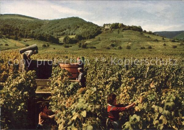 Kropsburg Dt Weinstrasse Weinlese am Fuss der Kro