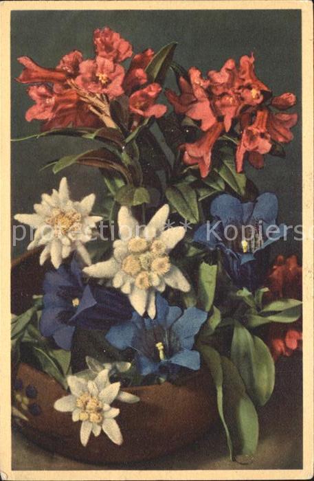 Edelweiss Enzian Alpenrosen