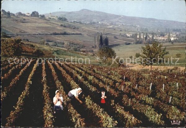 Ernte Landwirtschaft Weinlese Vendangeuse Bourgogne