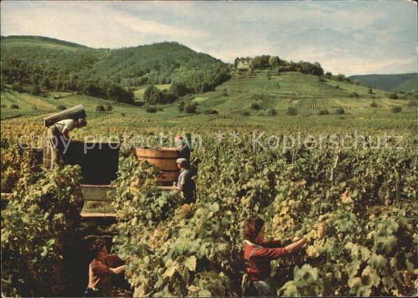 Ernte Landwirtschaft Weinlese Kropsburg Deutsche Weinstrasse