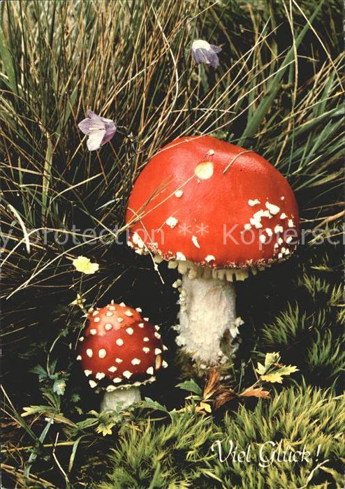 Pilze Fliegenpilz Amanita muscaria