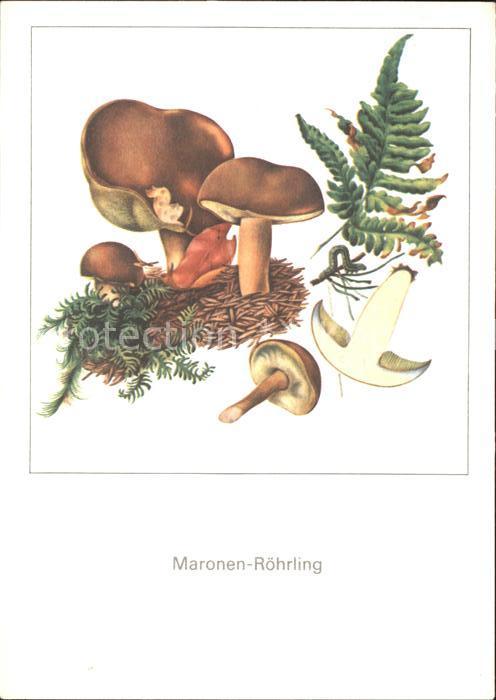 Pilze Maronen-Röhrling Zeichnung Gerhard Schm