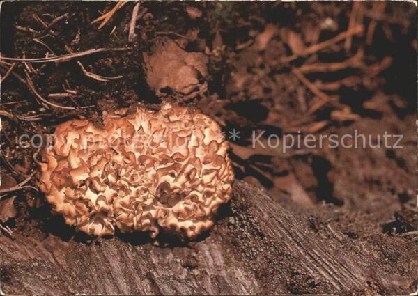 Pilze Krause Glucke Sparassis crispa