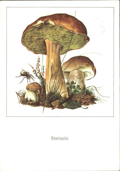 Pilze Steinpilz Zeichnung Gerhard Schmidt