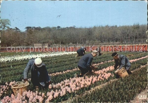 Ernte Landwirtschaft Blumenfelder Holland