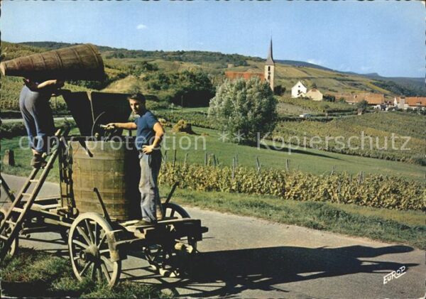 Ernte Landwirtschaft Weinlese Alsace Vendange