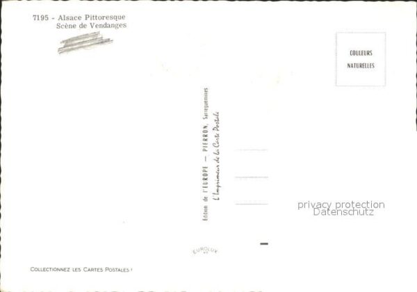 Ernte Landwirtschaft Weinlese Alsace Vendange – Bild 2