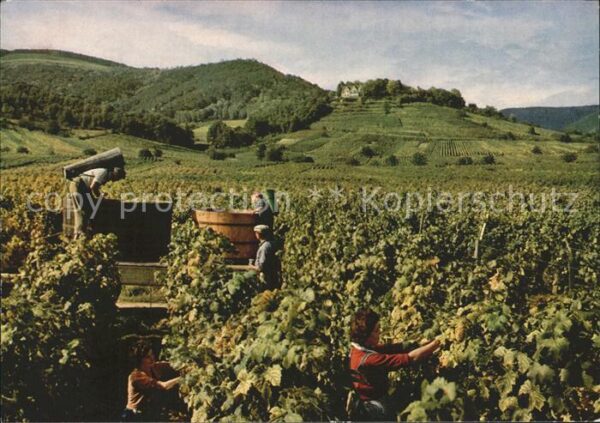 Kropsburg Weinlese