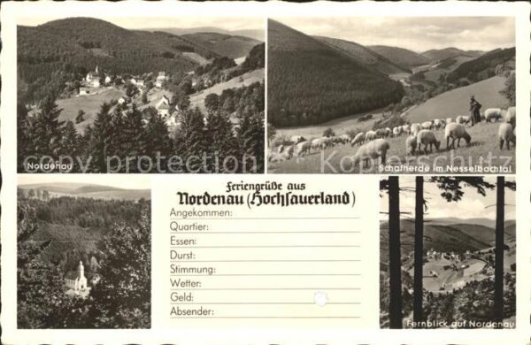 Nordenau Schafe im Nesselbachtal