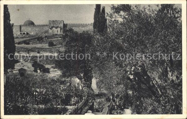 Jerusalem Yerushalayim Garten Gethsemane