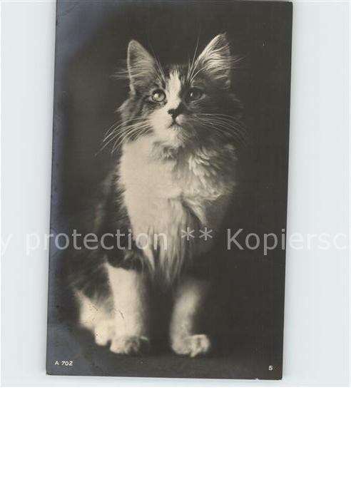 Katzen