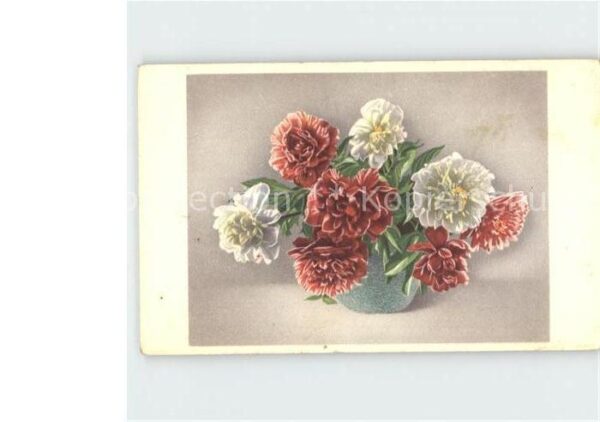 Blumen Nelken