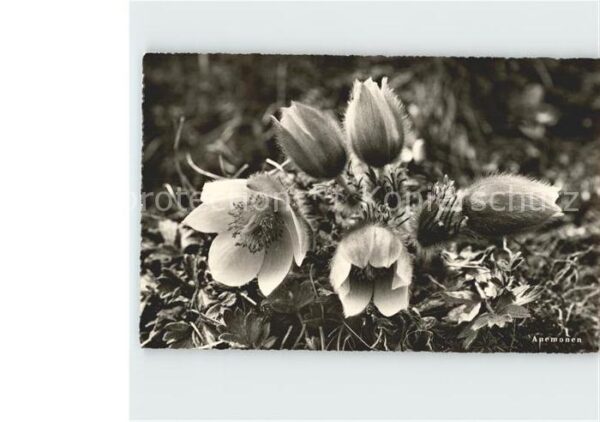 Blumen Anemonen