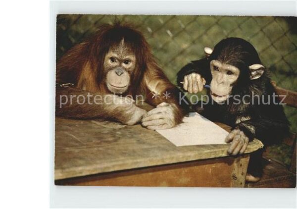 Affen Orang-Utan Schimpanse Zoo Basel