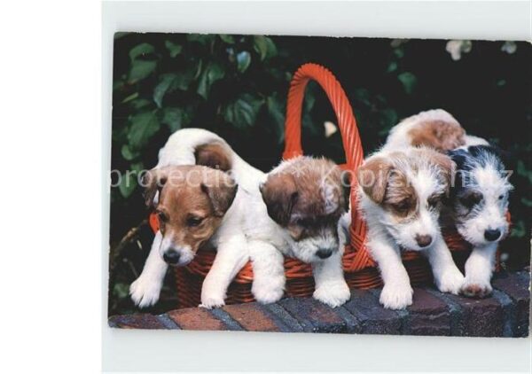 Hunde Welpen