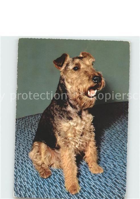Hunde