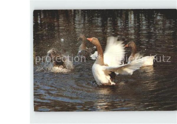 Enten