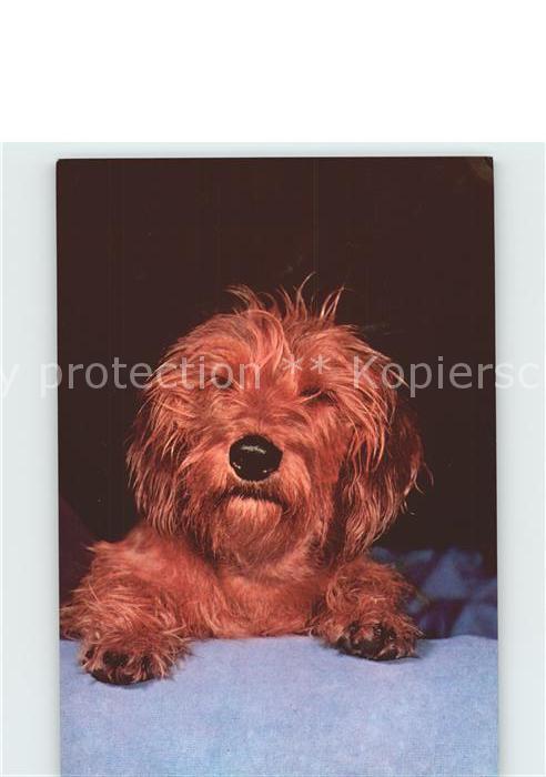 Hunde