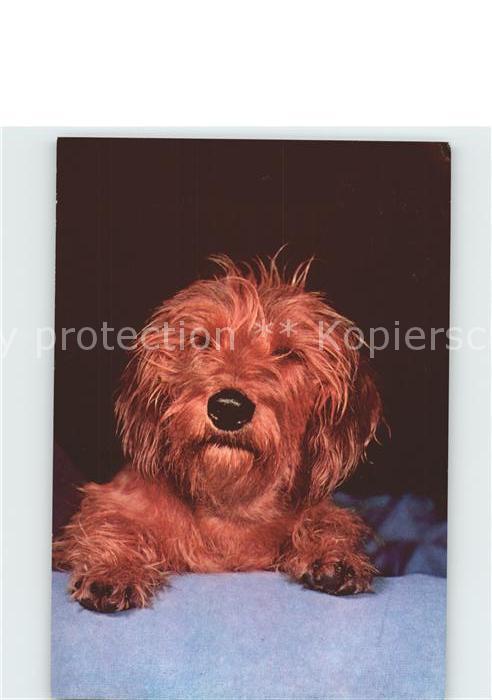 Hunde