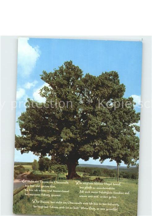 Baeume Trees Rieseneiche Momart Odenwald Gedicht