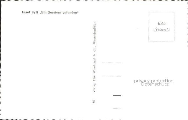 Sylt Seestern – Bild 2