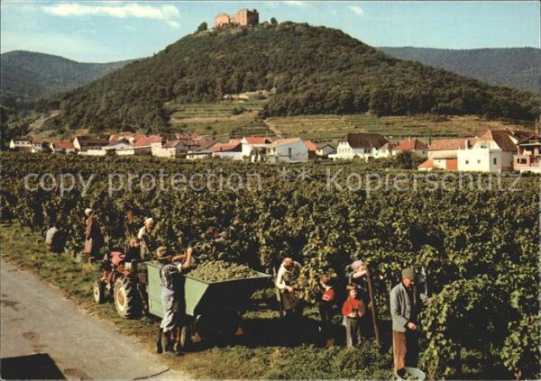 Neustadt Weinstrasse Weinlese mit Hambacher Schloss