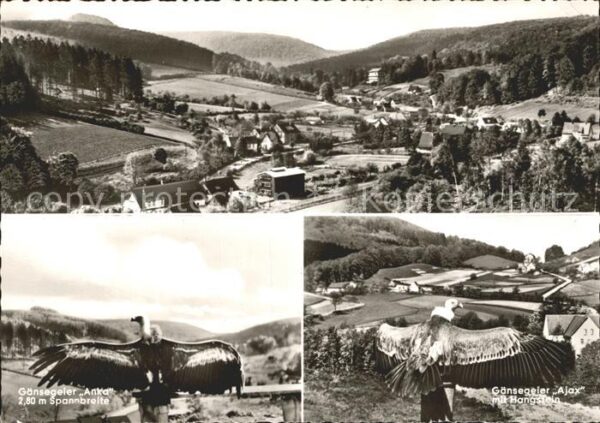 Berlebeck Panorama Adlerwarte Gänsegeier Anka und