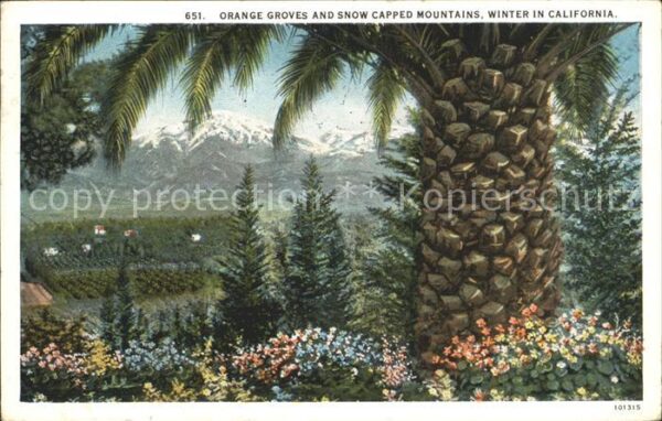 Los Angeles California Winter in California orange groves and