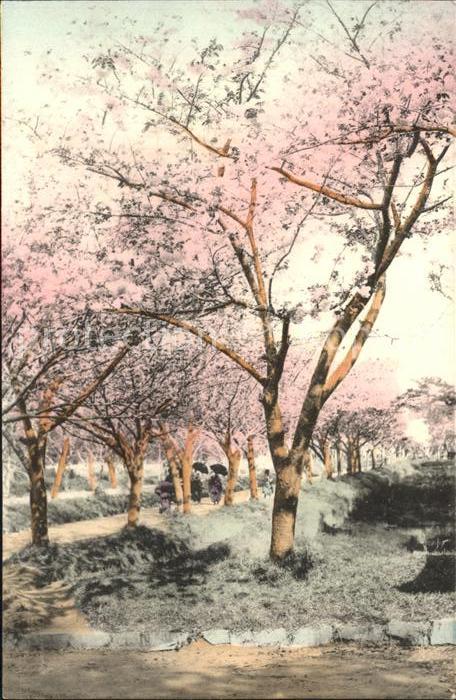 China Magnolien Baum