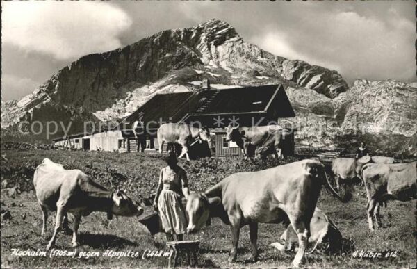 Kreuzeck Hochalm gegen Alpspitze Almwiese Kühe B