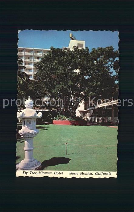 Santa Monica Fig Tree Miramar Hotel