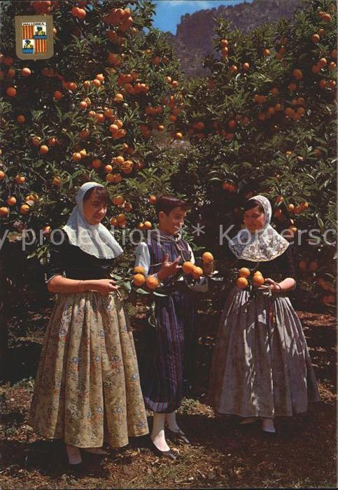 Mallorca Orangenbäume