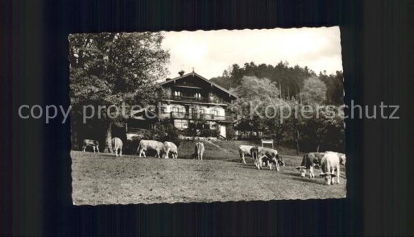 St Quirin Unterbuchberg Kühe Tegernsee