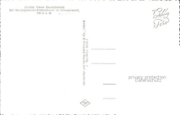 Baeume Trees Tanne Herzogsweiler-Kälberbronn Schwarz – Bild 2