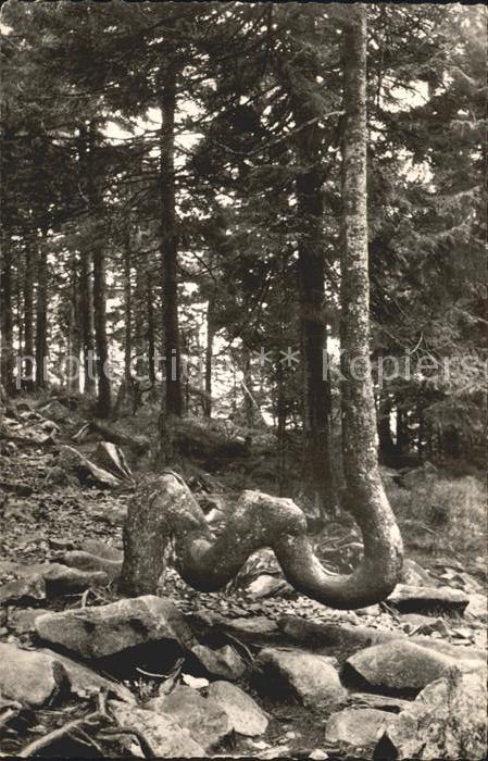 Baeume Trees Kamelfichte Achtermann