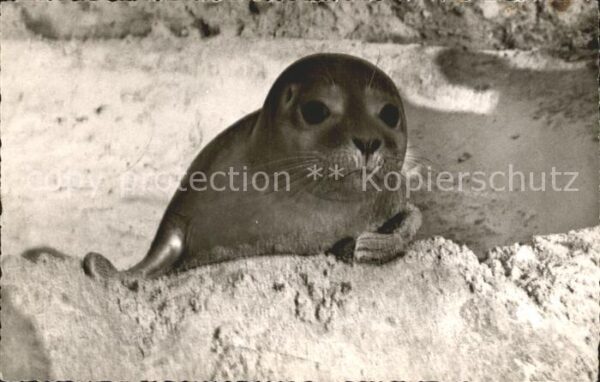 Seehunde Robben Strand Juist