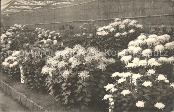 Blumen Japan