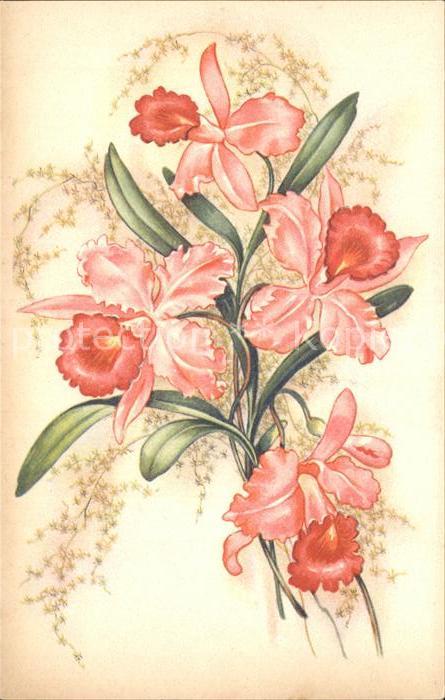 Blumen Narzissen