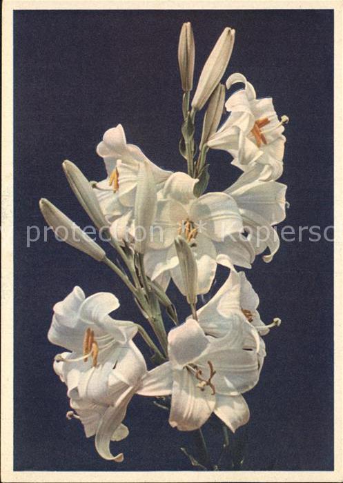 Blumen Lilien